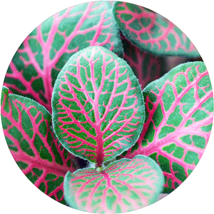 Close up of a Pink Nerve Plant, also known as Fittonia.